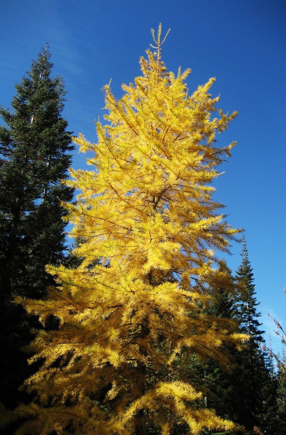 Лиственница хвойное