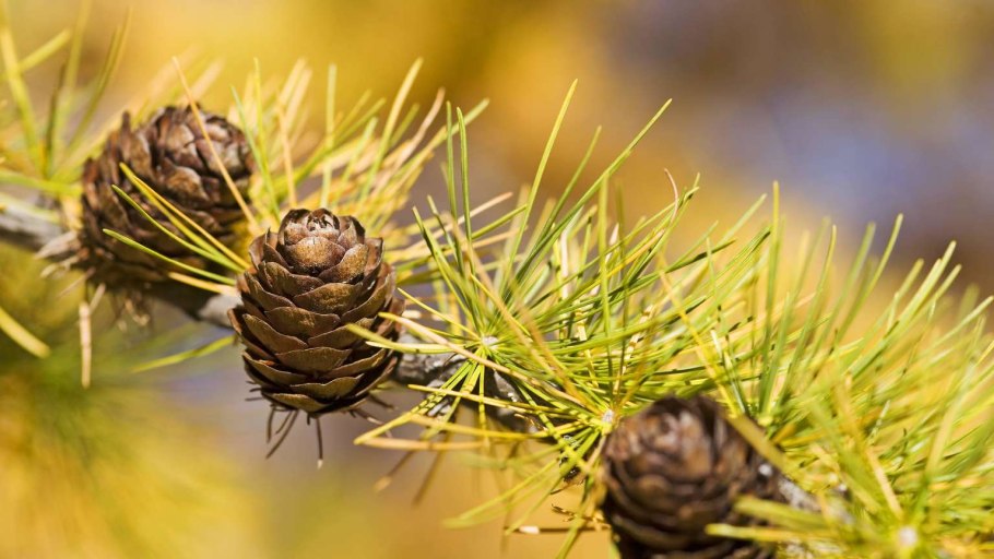 Лиственница осеннее и Весеннее