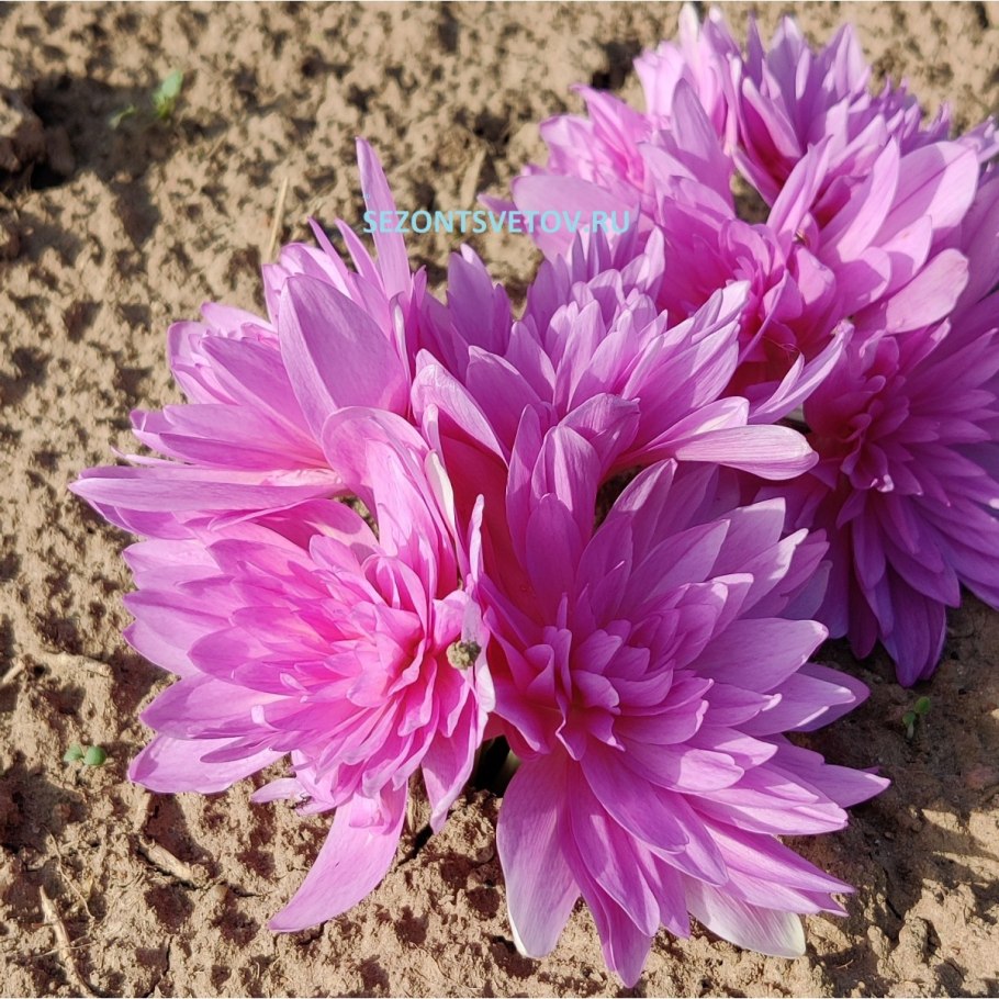 Колхикум (безвременник) speciosum