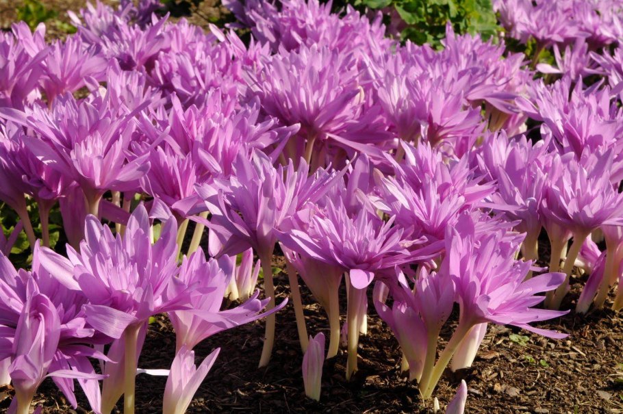 Colchicum Посейдон