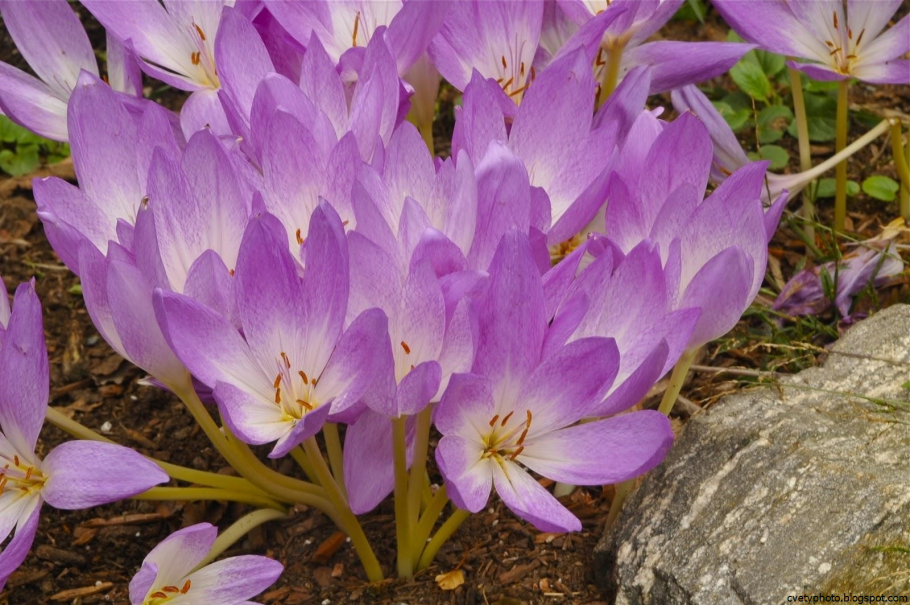 Безвременник (Colchicum) Waterlily