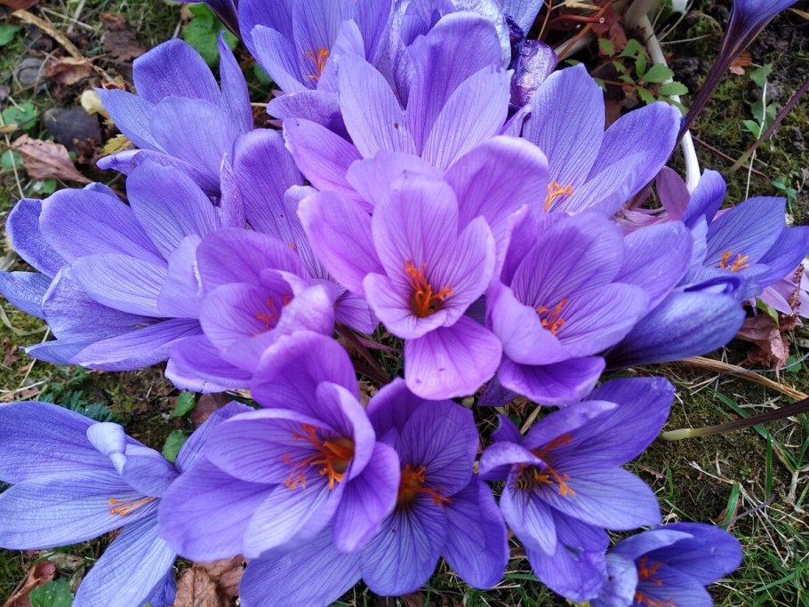 Безвременник (Colchicum)