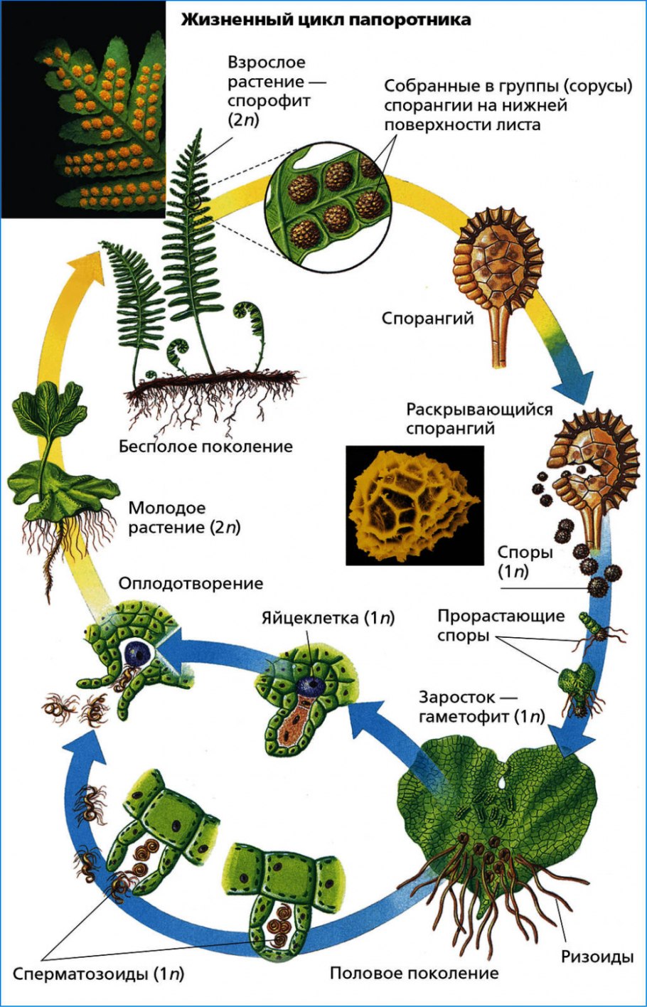 Жизненные формы растений 6 класс биология
