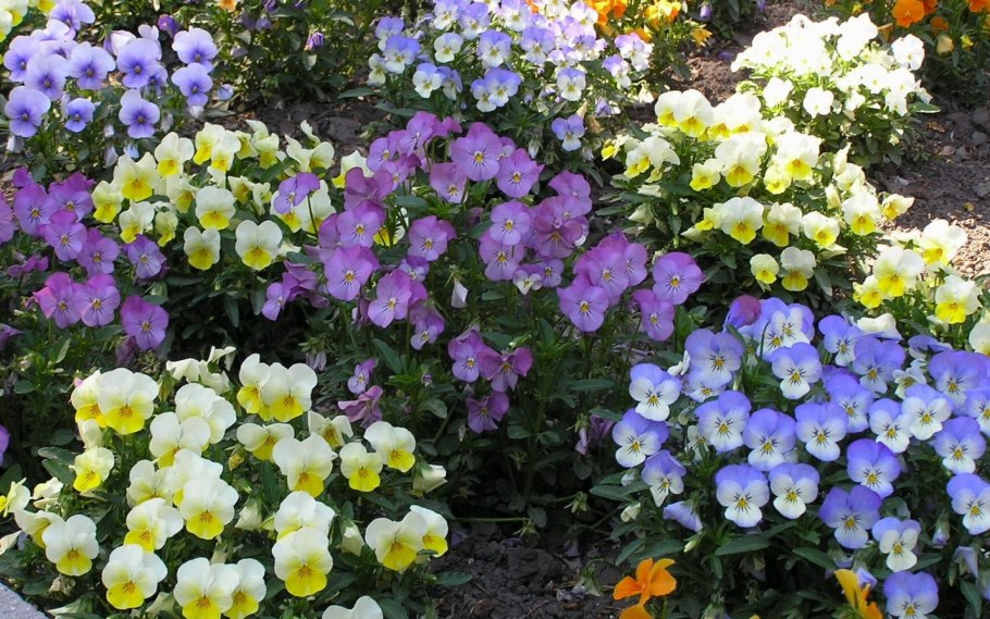 Анютины глазки многолетки