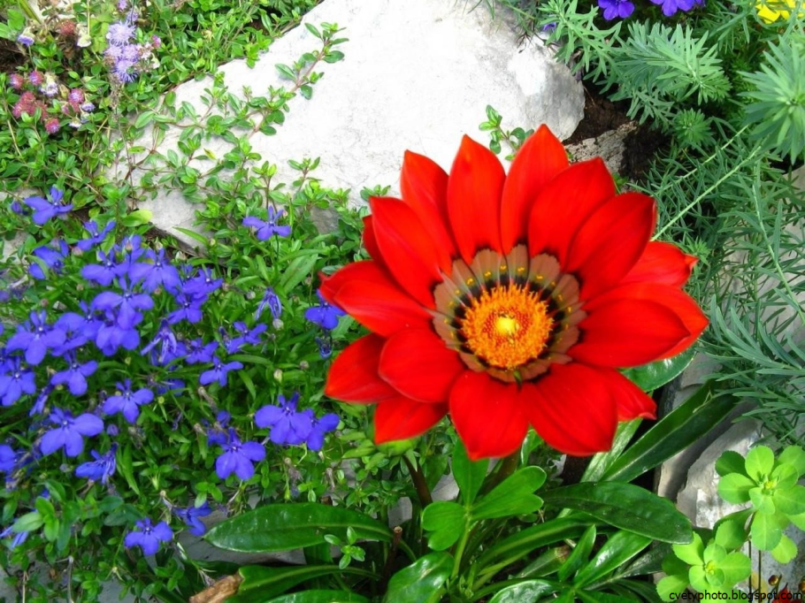 Однолетники двулетники многолетники Мак