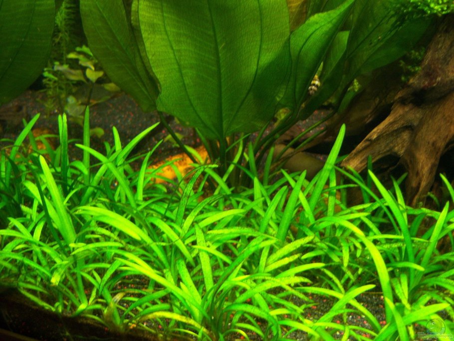 Сагиттария шиловидная