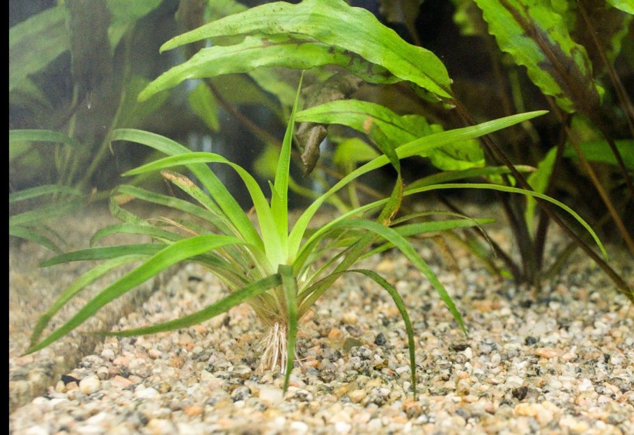 Сагиттария аквариумное растение