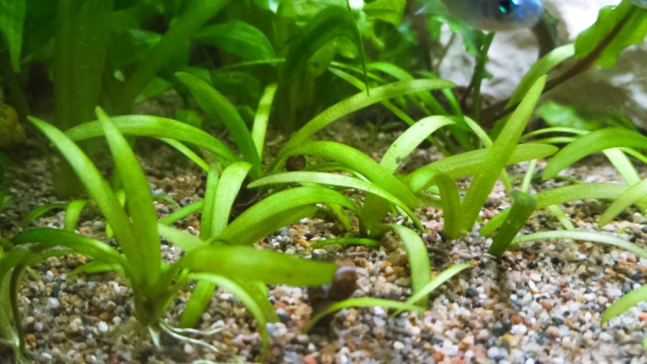 Сагиттария карликовая аквариумное