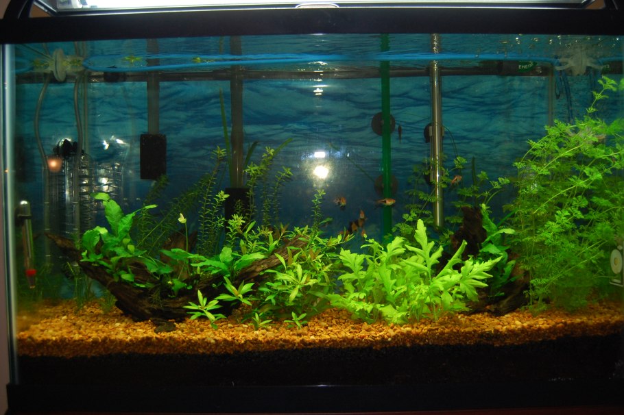 Сагиттария стрелолист