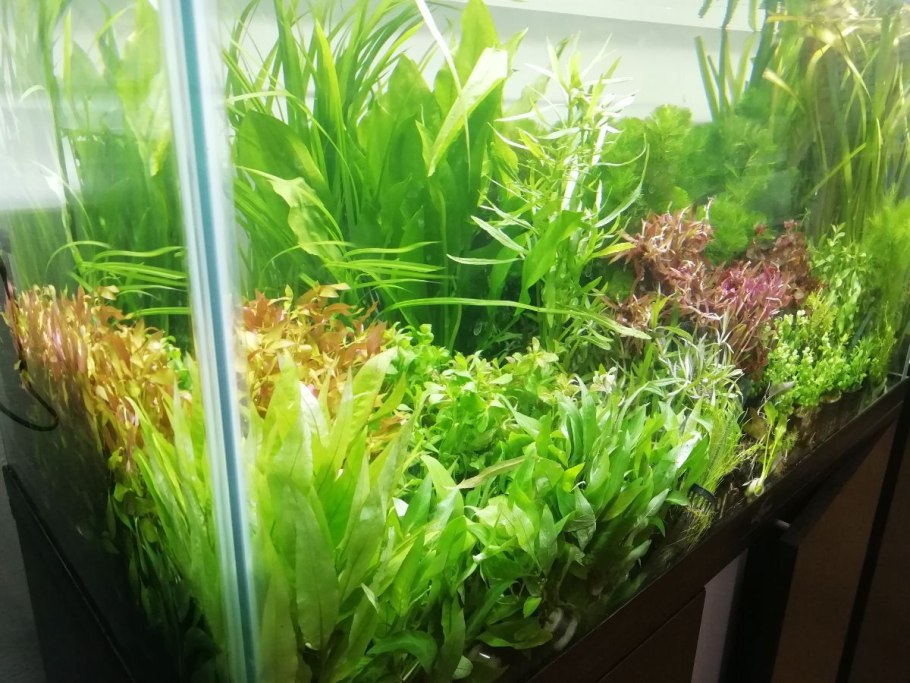 Сагиттария (японский стрелолист)