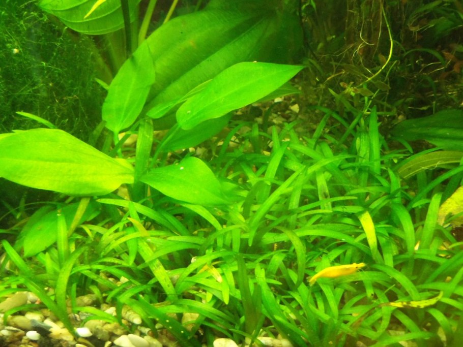 Валлиснерия американская натанс