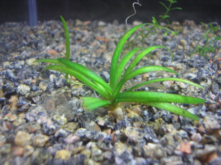 Широколистое аквариумное растение
