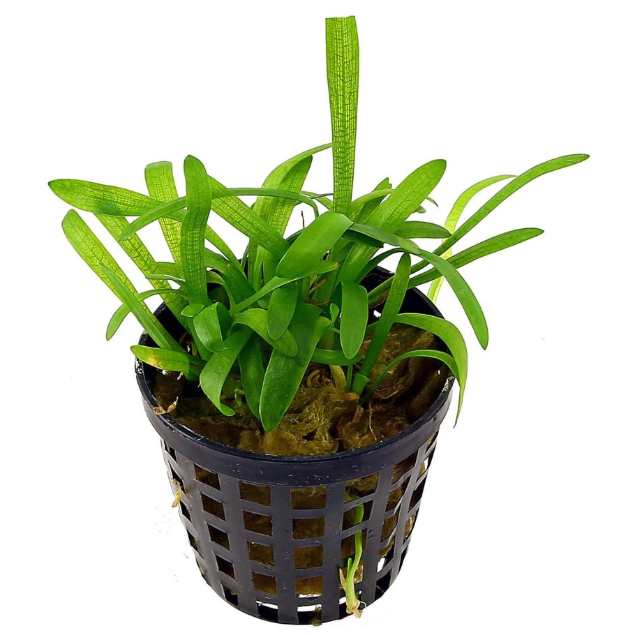 Сагиттария жестколистная