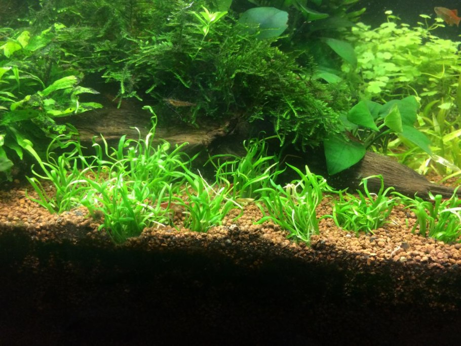 Офиопогон аквариумное растение