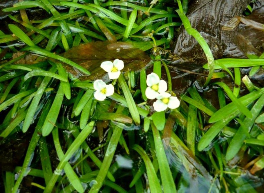 План посадки аквариумных растений