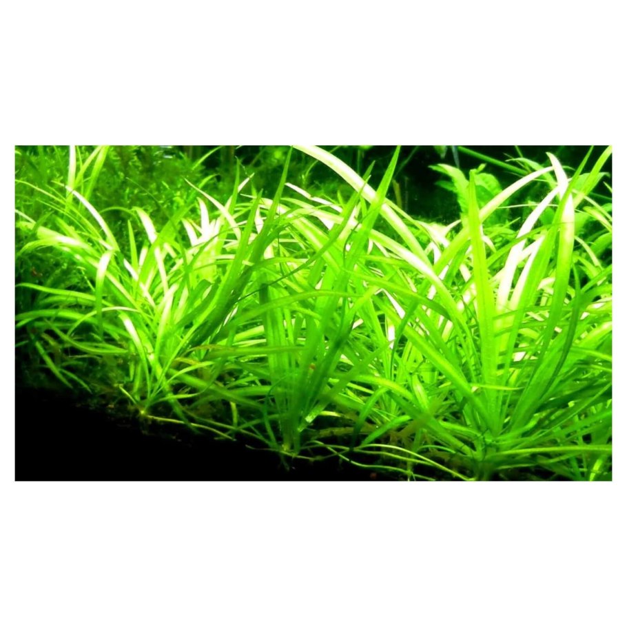 Сагиттария цветение