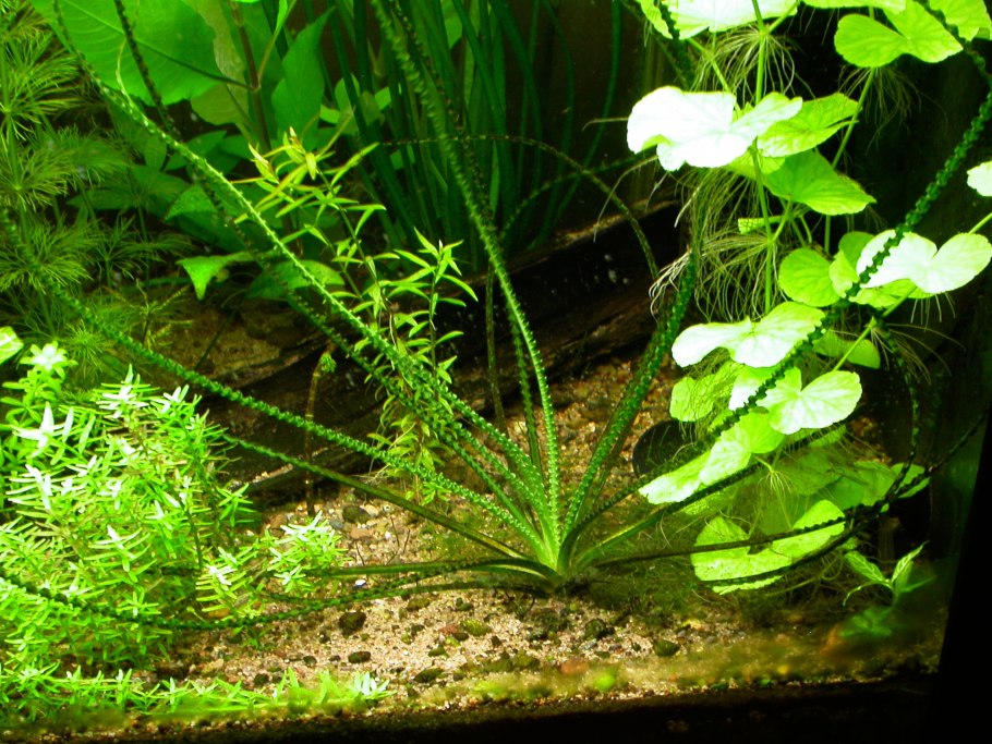 Эхинодорус квадрикостатус