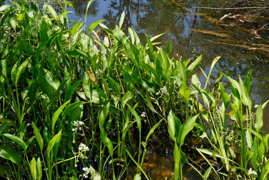 Осока аквариумная