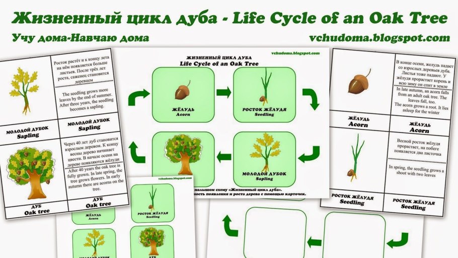 Дуб черешчатый Ботанический рисунок