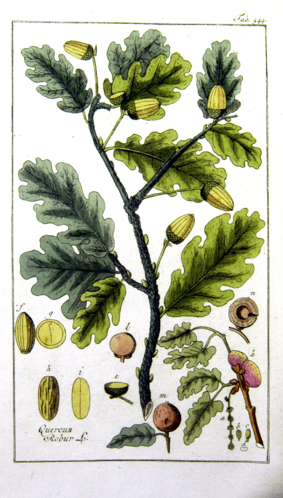 Дуб черешчатый (Quercus Robur l.)