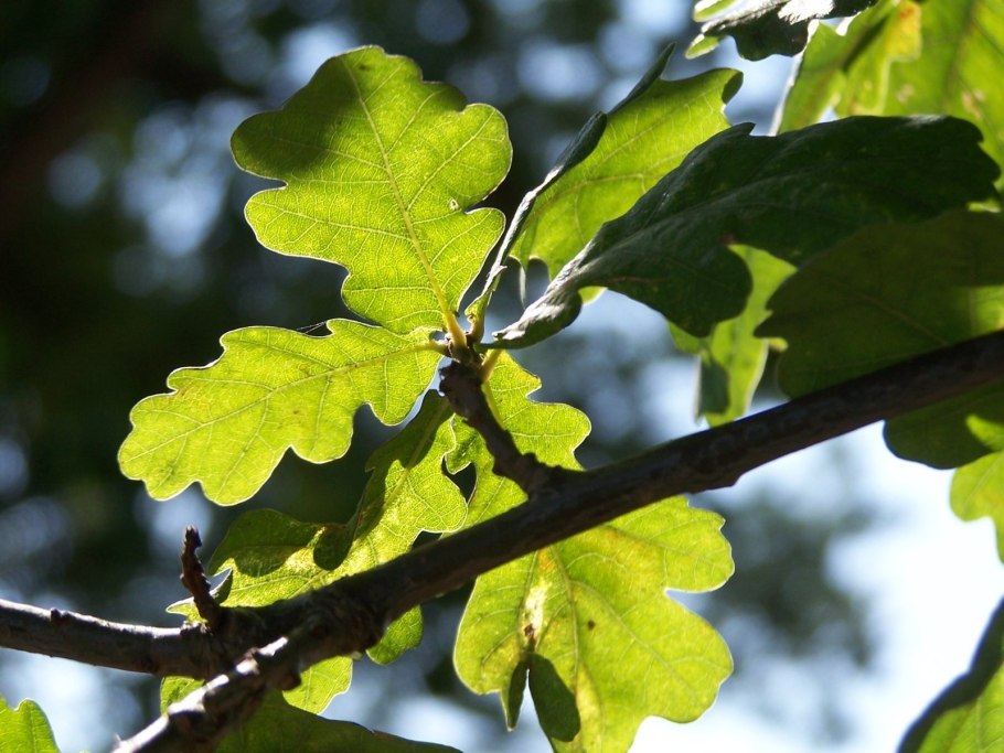 Дуб черешчатый (Quercus Robur)