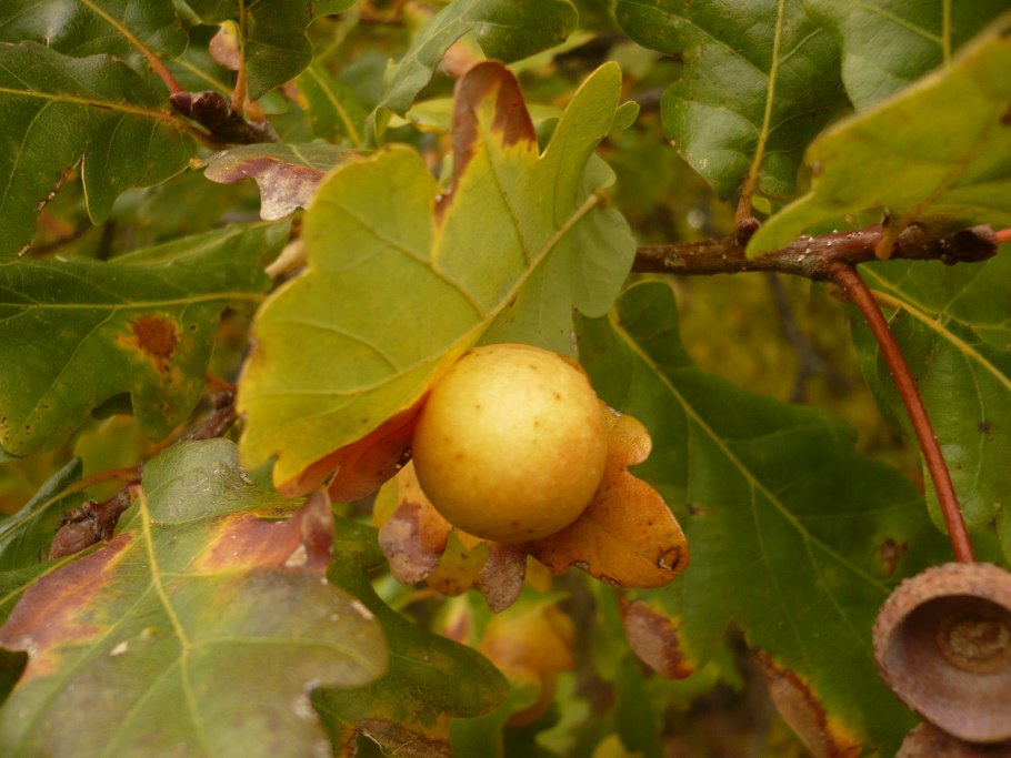 Дуб черешчатый осенью