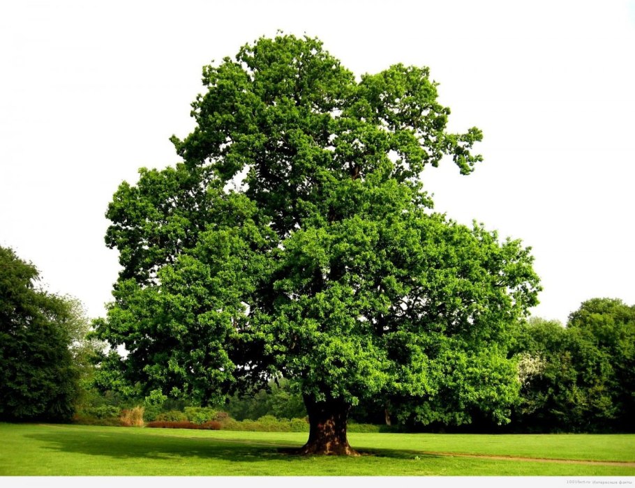 Дуб черешчатый (Quercus Robur l.)