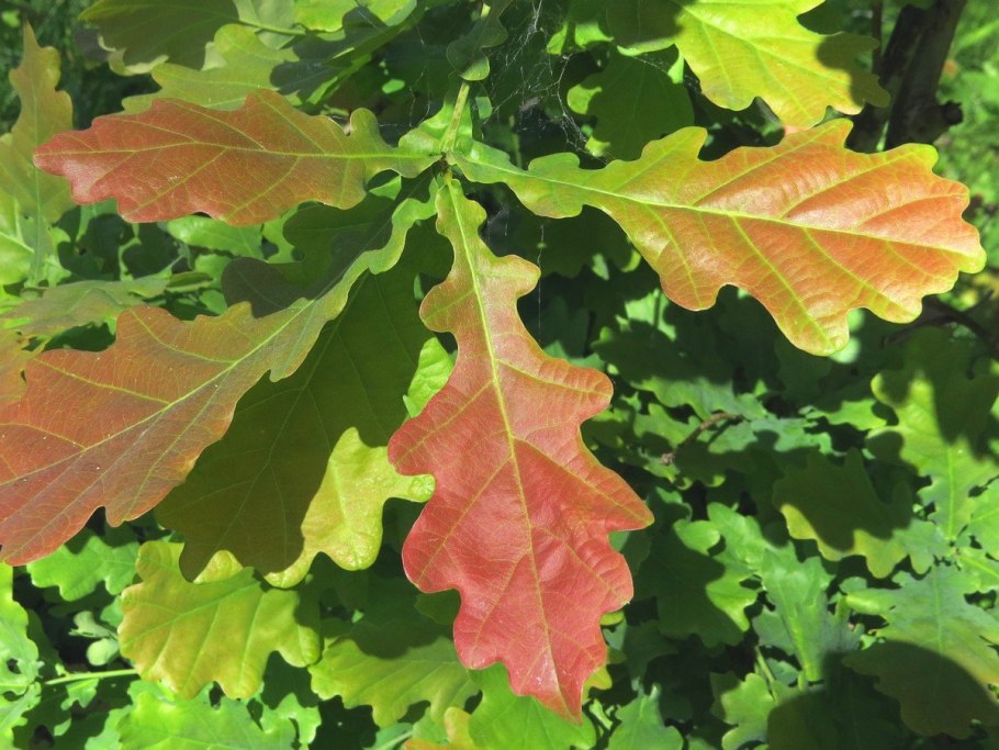 Дуб черешчатый лист