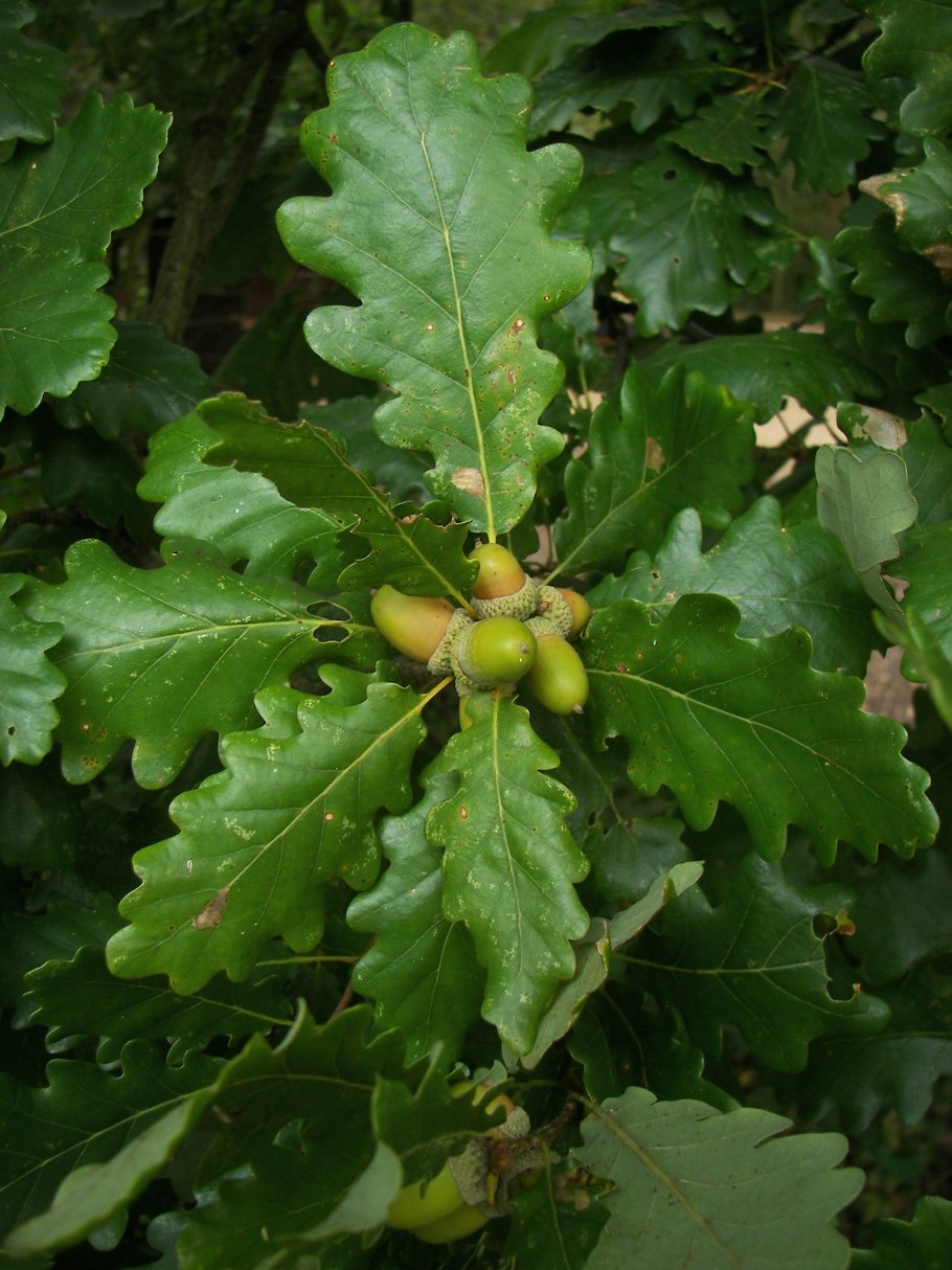 Дуб черешчатый (Quercus Robur)