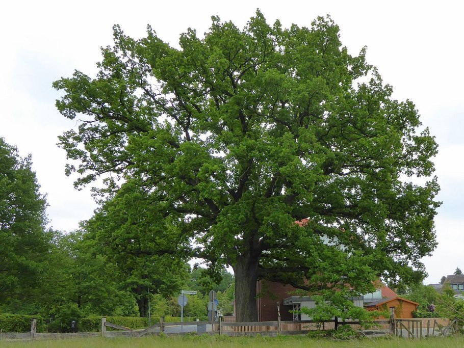 Дуб черешчатый, летний (Quercus Robur)