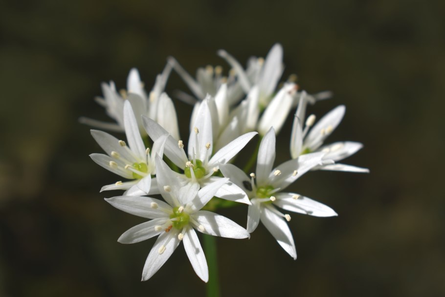 Черемша, лук Медвежий Allium ursinum