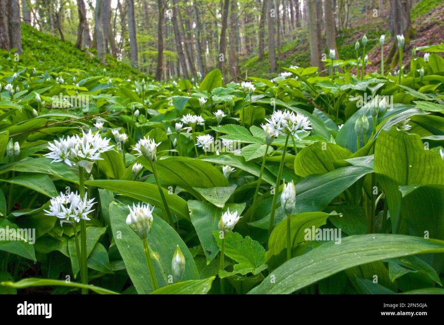 Черемша (Медвежий лук)