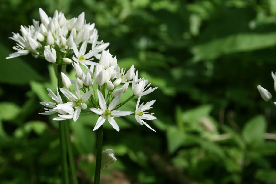 Лук Медвежий, черемша (a. ursinum)