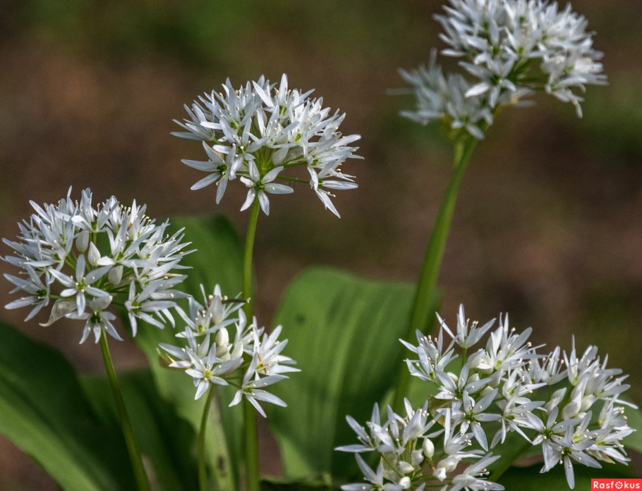 Allium ursinum черемша