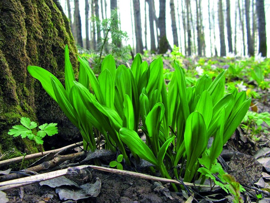 Черемша (Медвежий лук)