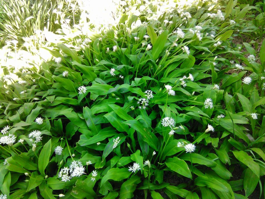 Черемша медвежий лук