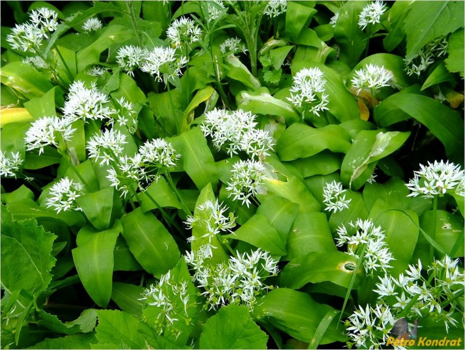 Allium ursinum черемша