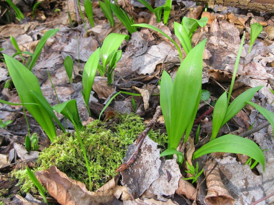 Черемша Лесная