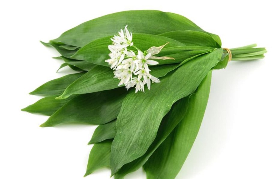 Черемша или лук Медвежий Аllium ursínum