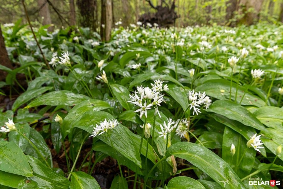 Allium pskemense jpeg