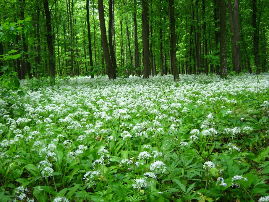 Wild garlic
