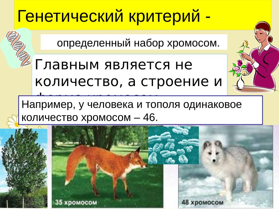 Лекарственные растения с описанием для детей