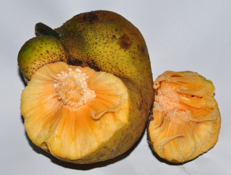 Artocarpus lacucha
