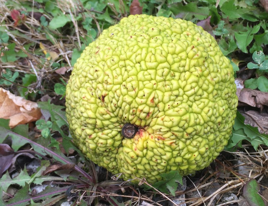 Осейджский апельсин (Maclura pomifera)