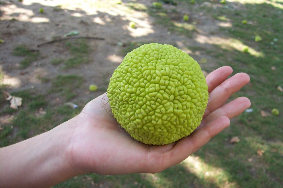 Artocarpus odoratissimus
