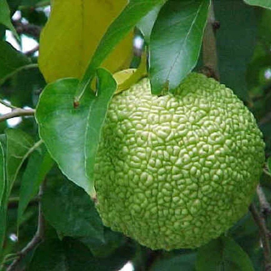 Райский плод маклюра