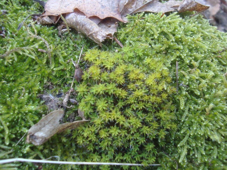 Чередование спорофитов и гаметофитов в жизненном цикле