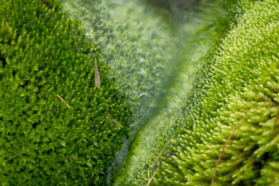 Царства растений подцарства и отделы