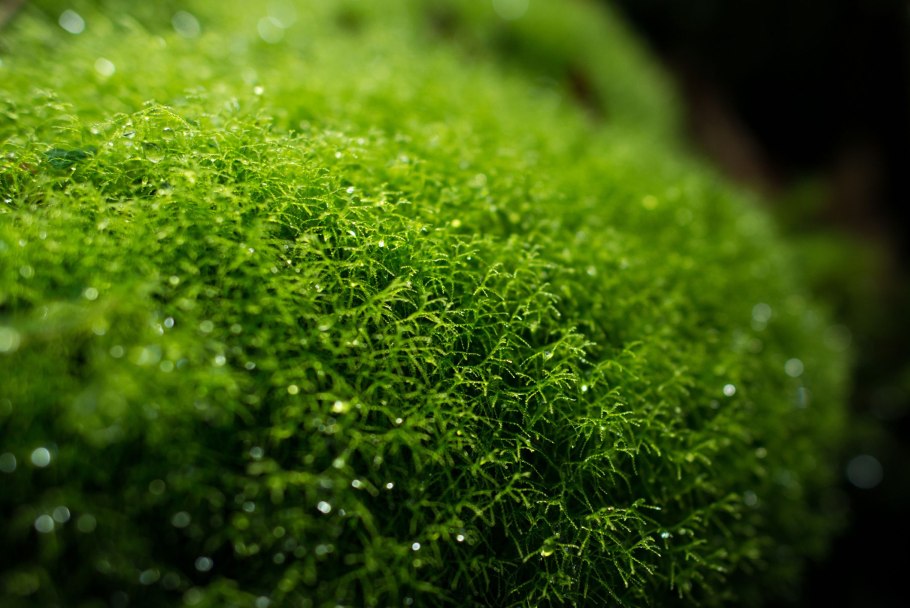 Медиум Грин мох