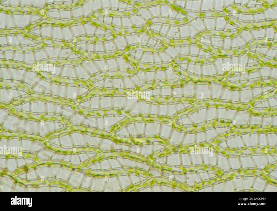 Зеленые водоросли ульфоциевые